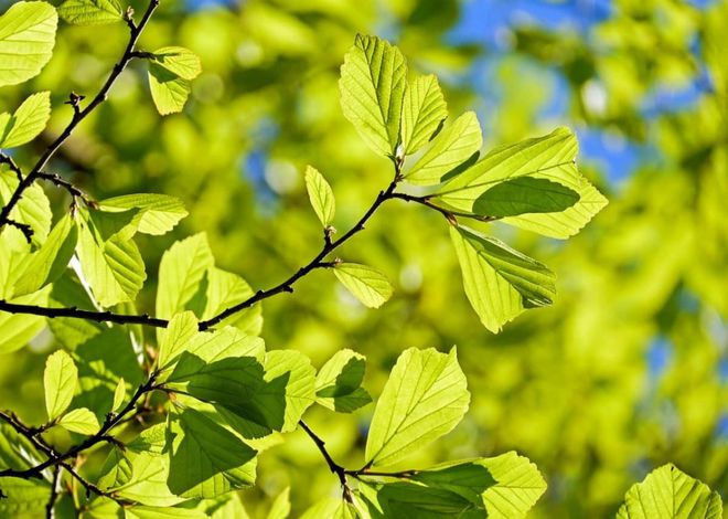 萊特幣暴漲_萊特幣在看跌交易中下跌 10%_萊特幣下次減產是什么時候